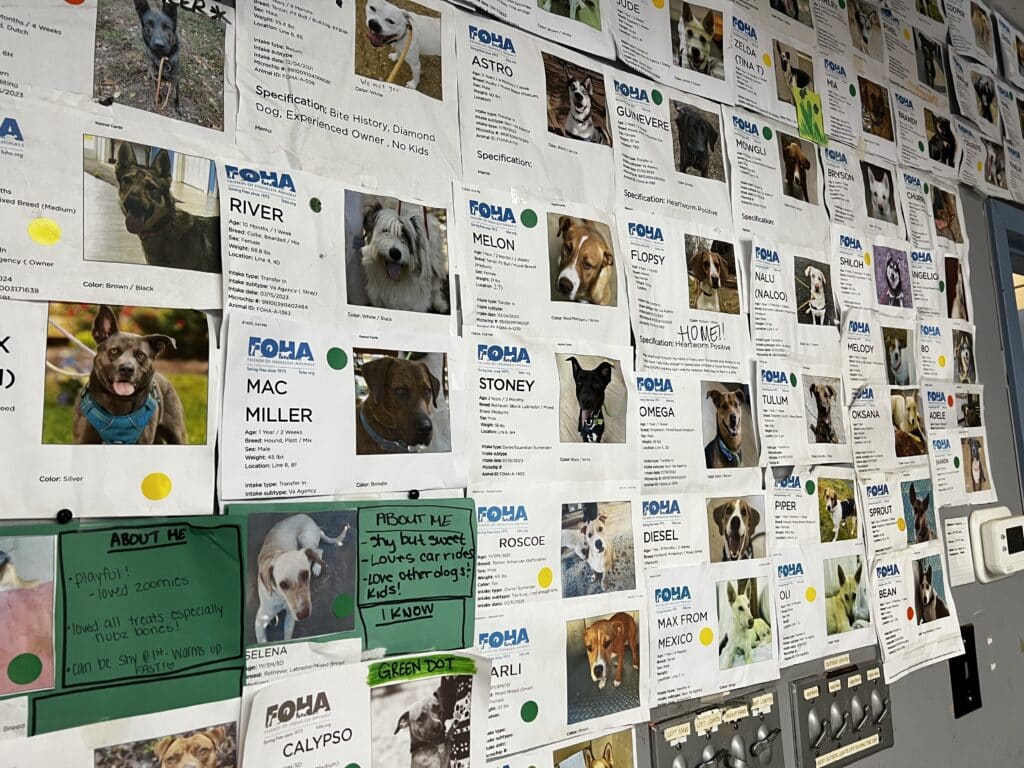 Our Tysons, Virginia team spent Trellix CARES Day volunteering at Friends of Homeless Animals (FOHA).