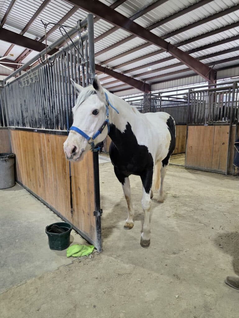 Manegait Volunteer Event